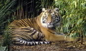 harimau sumatera